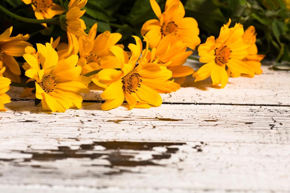 I 7 benefici della calendula per i capelli: come usarla e a chi è consigliata