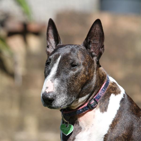 Il Bull Terrier è pericoloso e aggressivo? Ecco com’è il carattere e cosa sapere prima di prendere un cane di questa razza