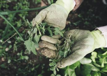 Disoccupazione agricola: come funziona e a chi spetta