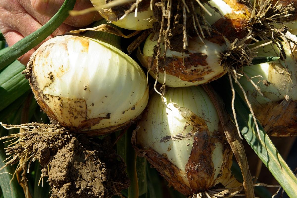 Che cos’è la cipolla Giarratana: ricette da assaggiare