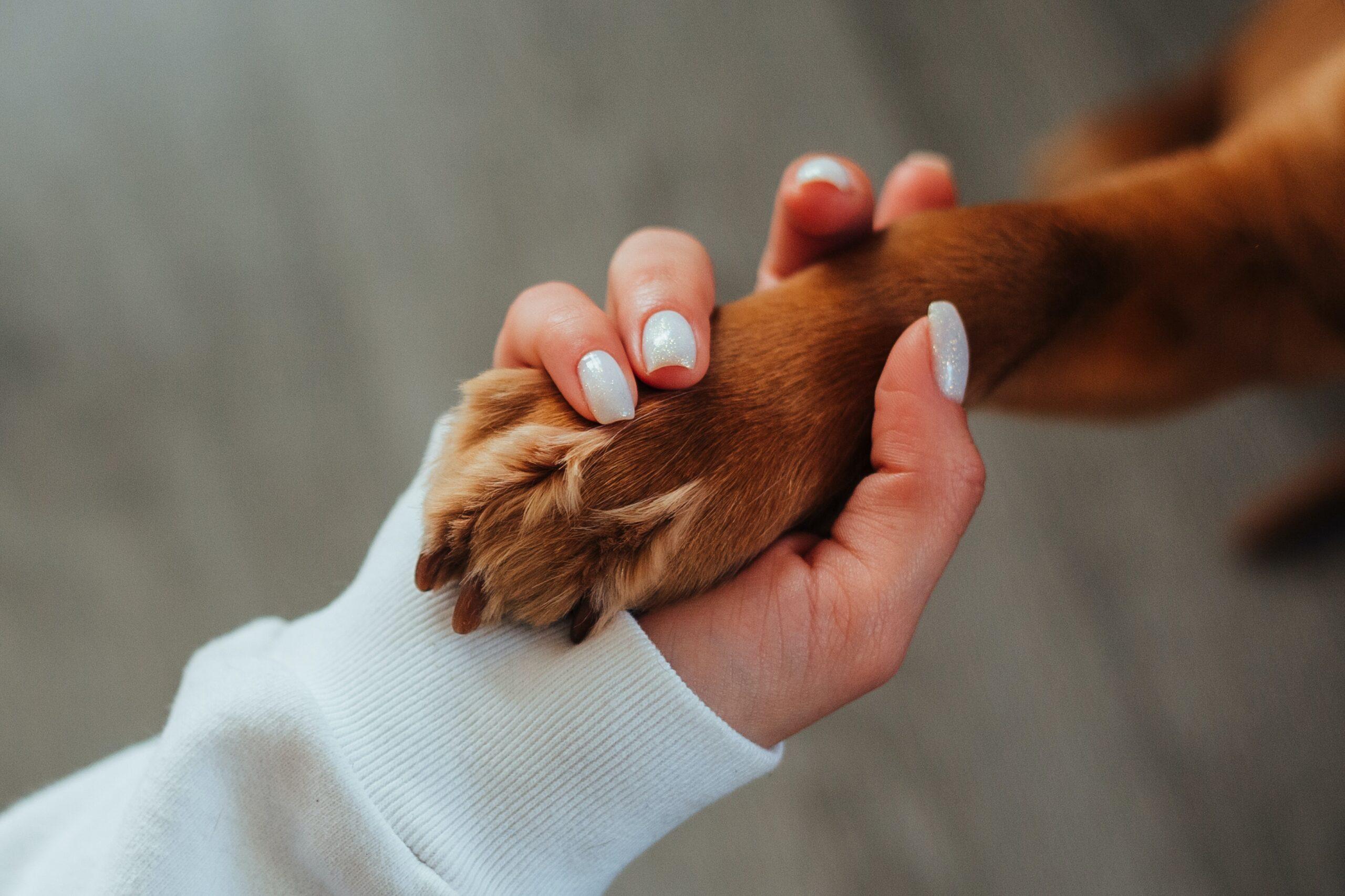 Uno studio rivela che i cani ascoltano le donne meglio degli uomini