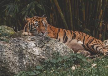 Coprifuoco per attacchi di tigre, centinaia di persone in casa in I…