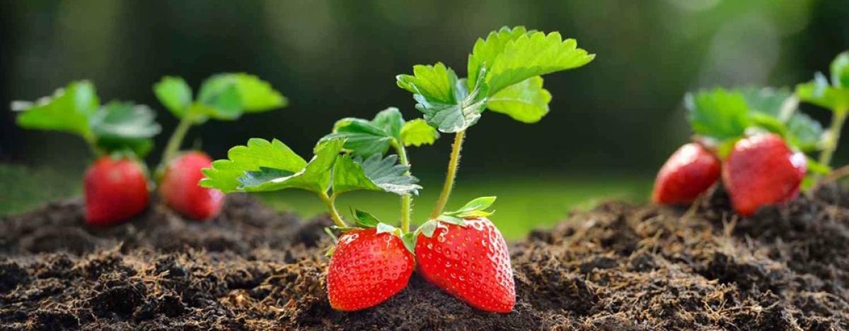 Come coltivare le fragole con l’agricoltura biologica?