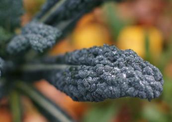 Sane e buone: ecco le ricette con il cavolo nero