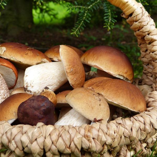 Funghi porcini come pulirli e conservarli