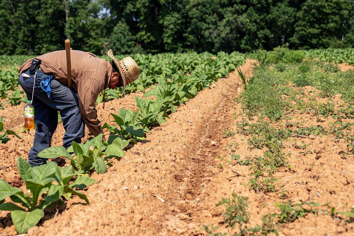 Rischio caldo sul lavoro: le misure del decreto agricoltura