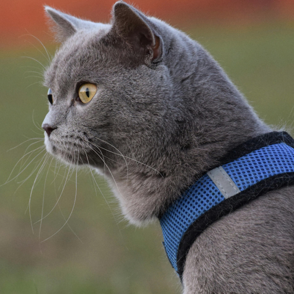 Quale pettorina scegliere per il gatto? Ecco quando va utilizzata e gli errori da evitare