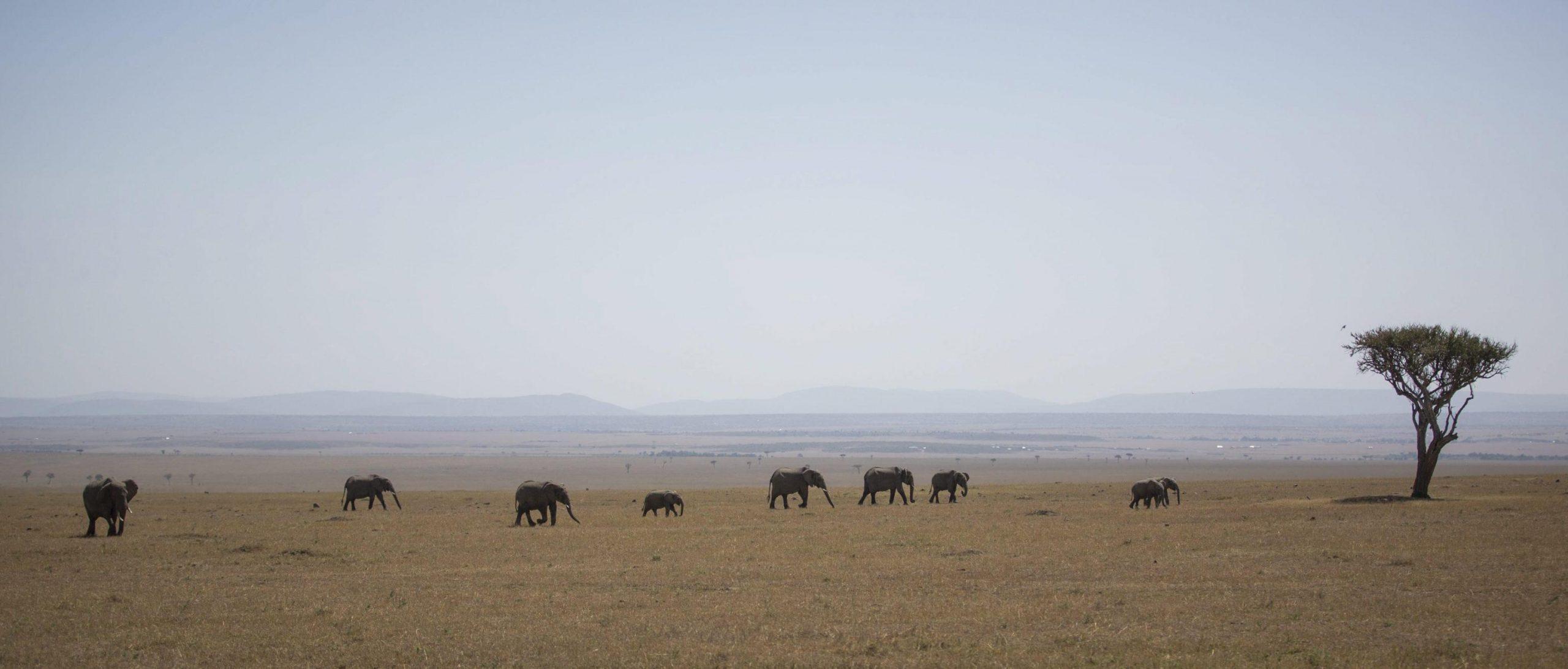 Kenya bambino sopravvissuto nella savana: disperso per cinque giorni