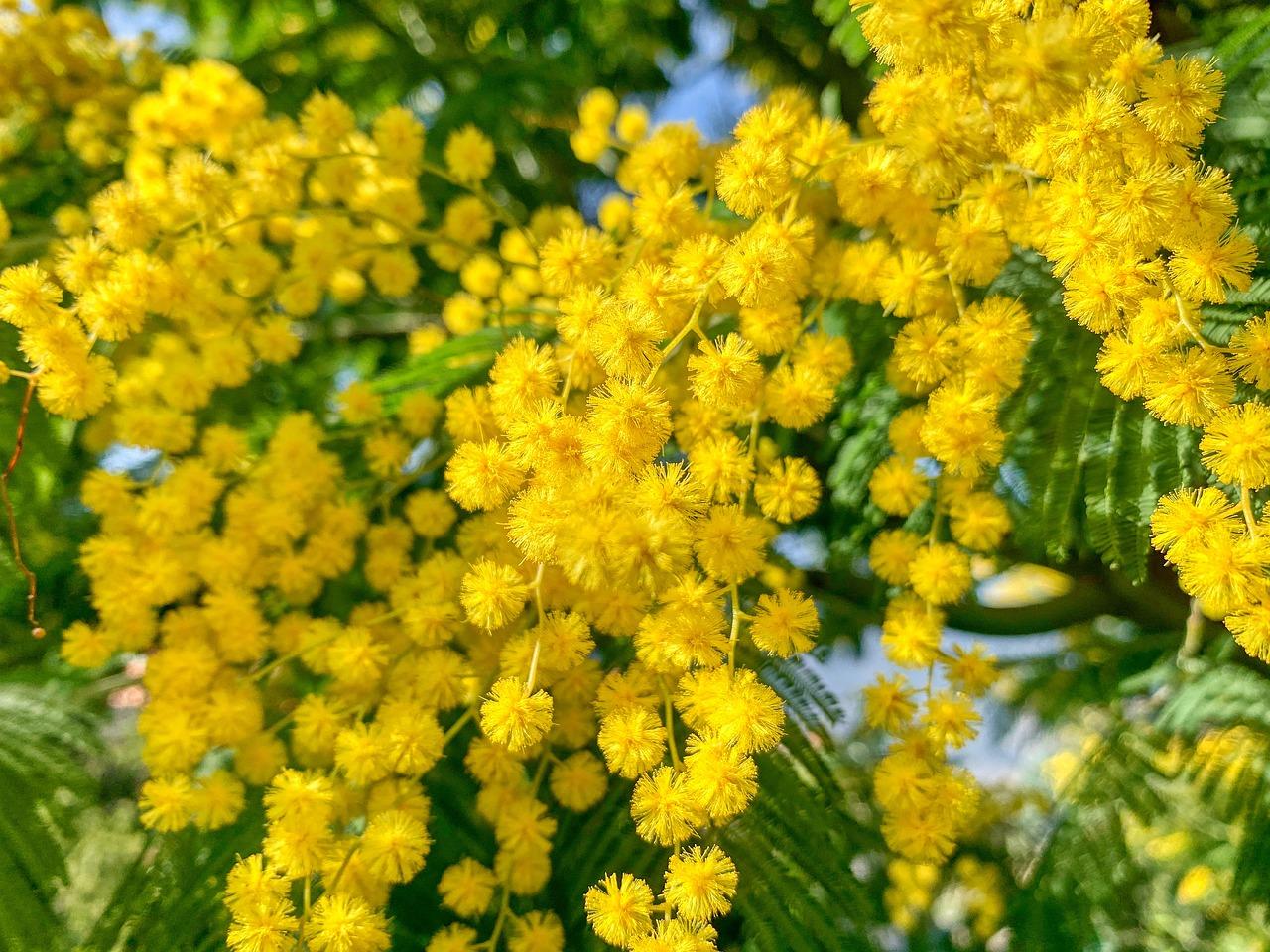 Perché la mimosa per la Festa della Donna? Ecco la vera storia del simbolo