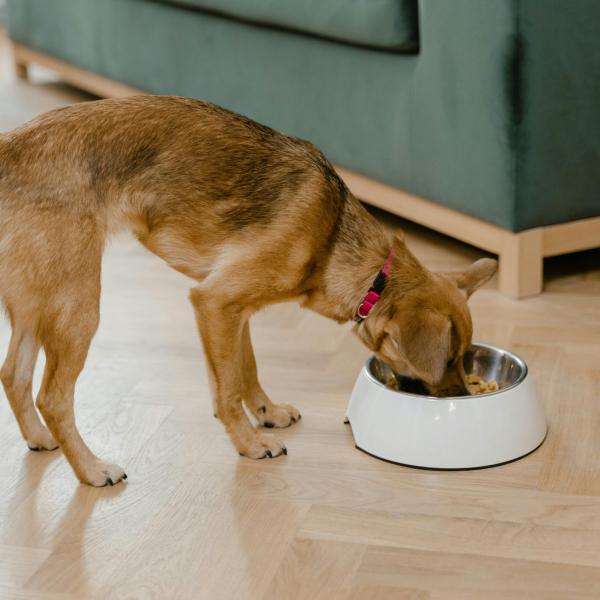 Come funziona la dieta Barf per cane e gatto? Pro e contro