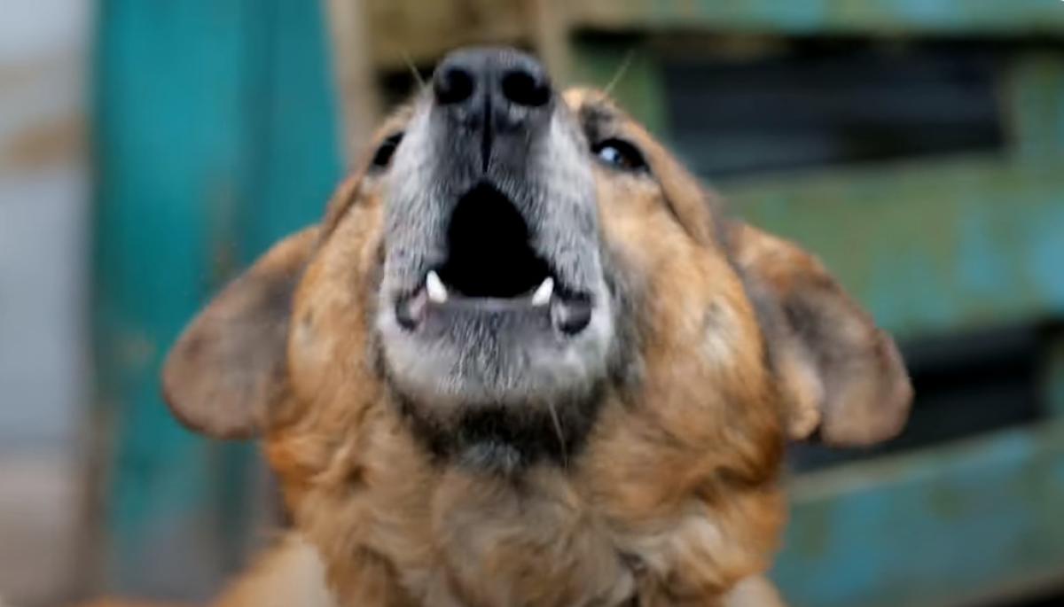 Cane che abbaia in condominio, cosa dice la legge? Soglia di toller…