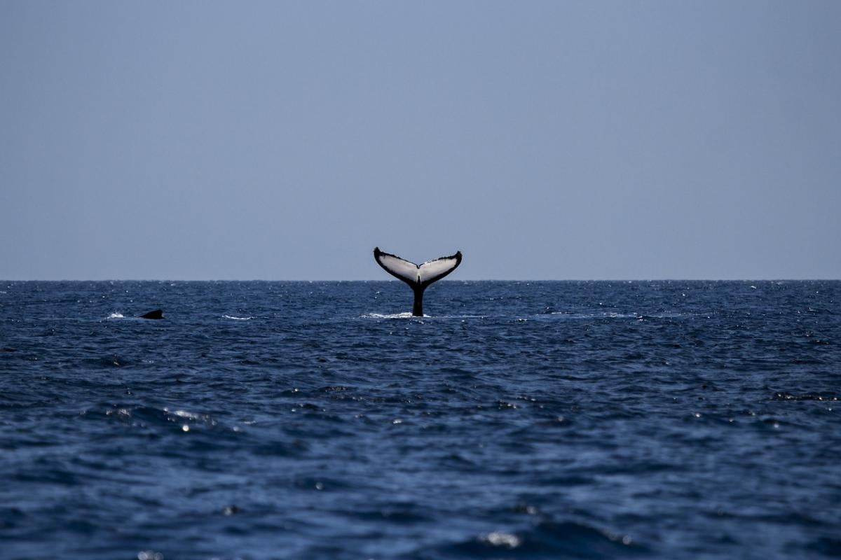 Il WWF scopre balene e capodogli in Sardegna