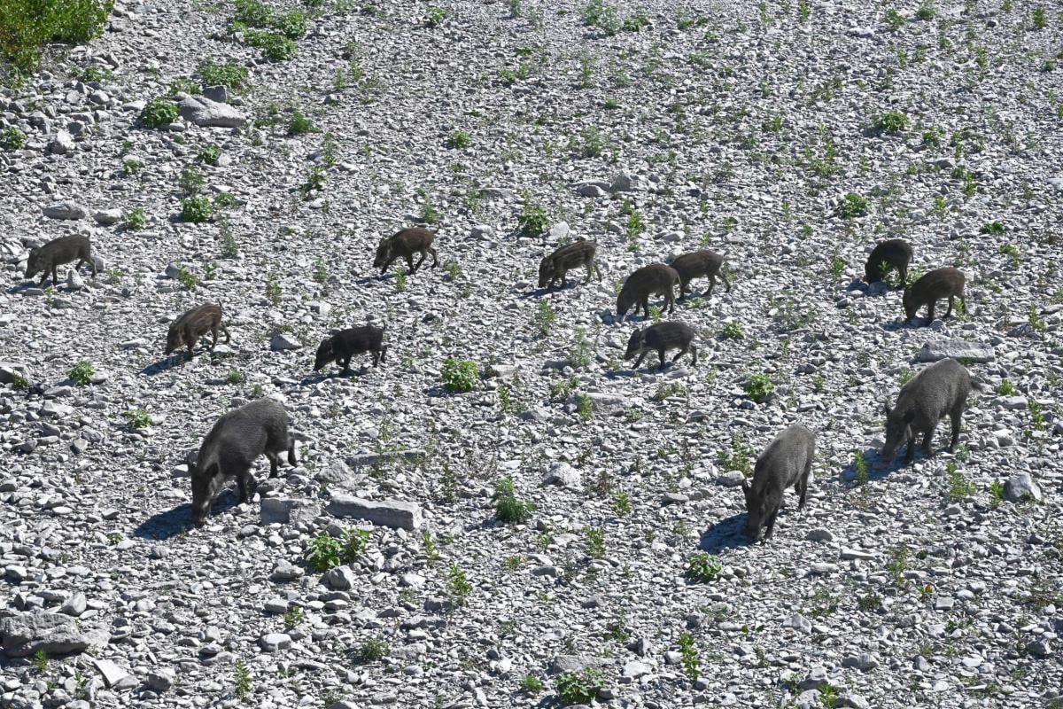 Parco della Maggiolina, avvistata una famiglia di cinghiali. In cor…