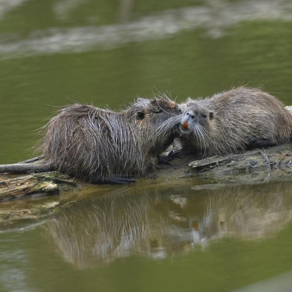 Cosa sono e quali malattie portano le nutrie