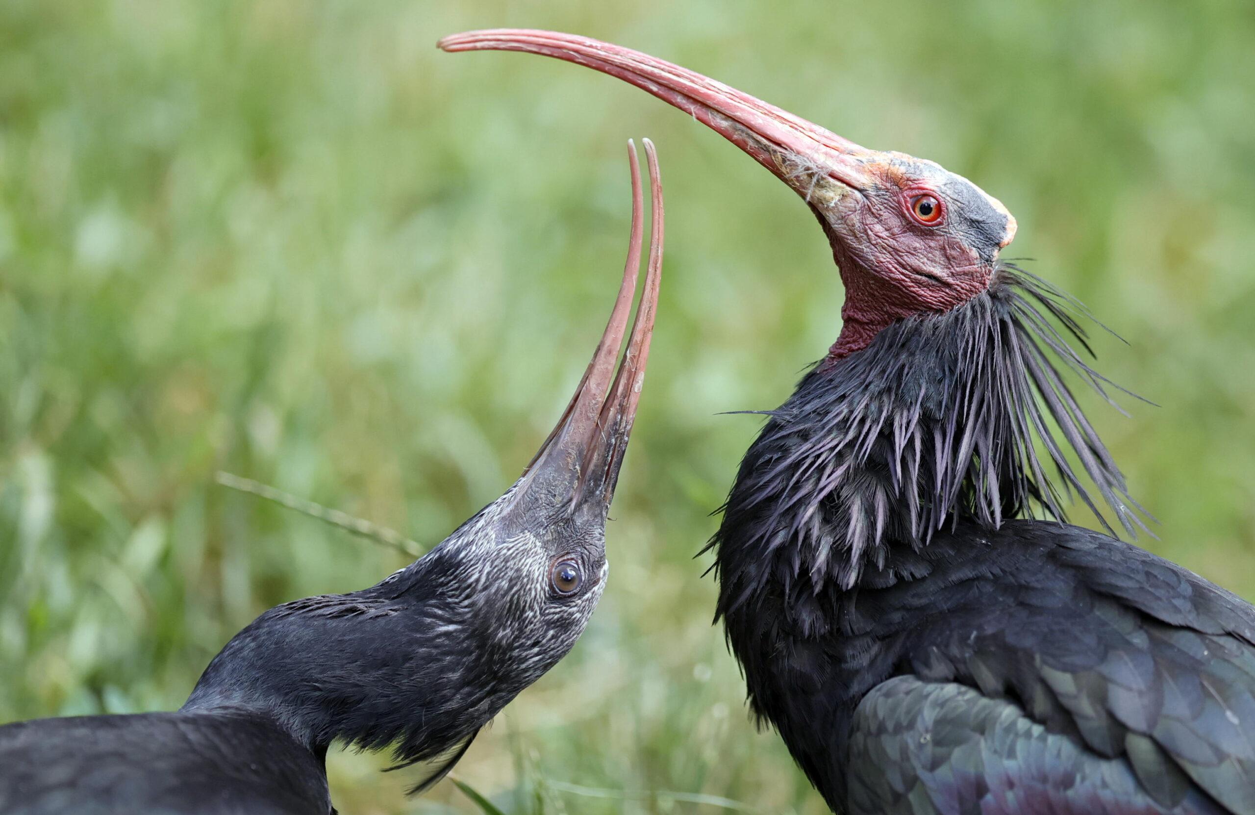 Ibis eremita: 6 esemplari abbattuti dai cacciatori in Toscana