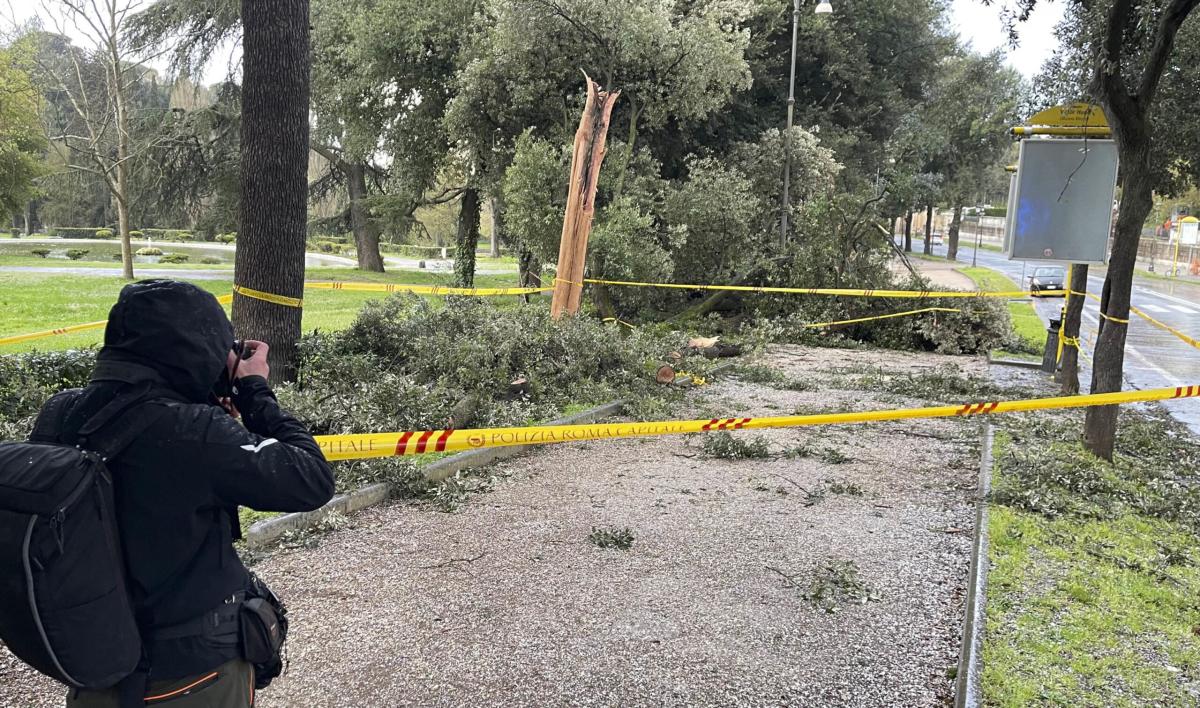 Roma, pino crolla su una macchina in via Nomentana: donna ferita