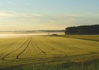 Fao, record storico nei prezzi dei beni alimentari