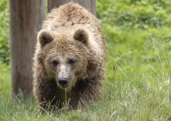 Perché il Tar di Trento ha sospeso l’uccisione dell’orsa Kj1? Bloccata l’ordinanza di Fugatti dopo l’aggressione a un turista a Dro