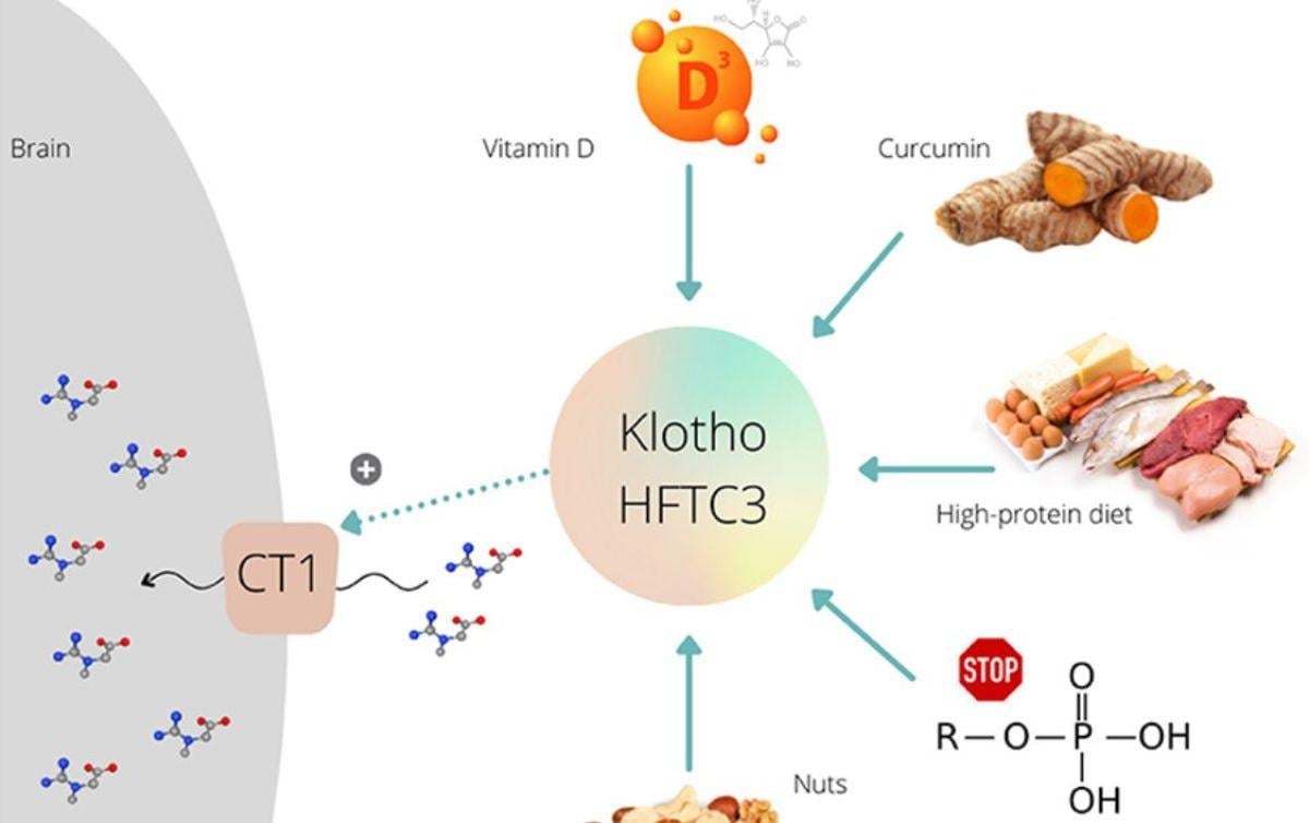 Cos’è Klotho, la nuova proteina per la longevità e anti-invecchiamento