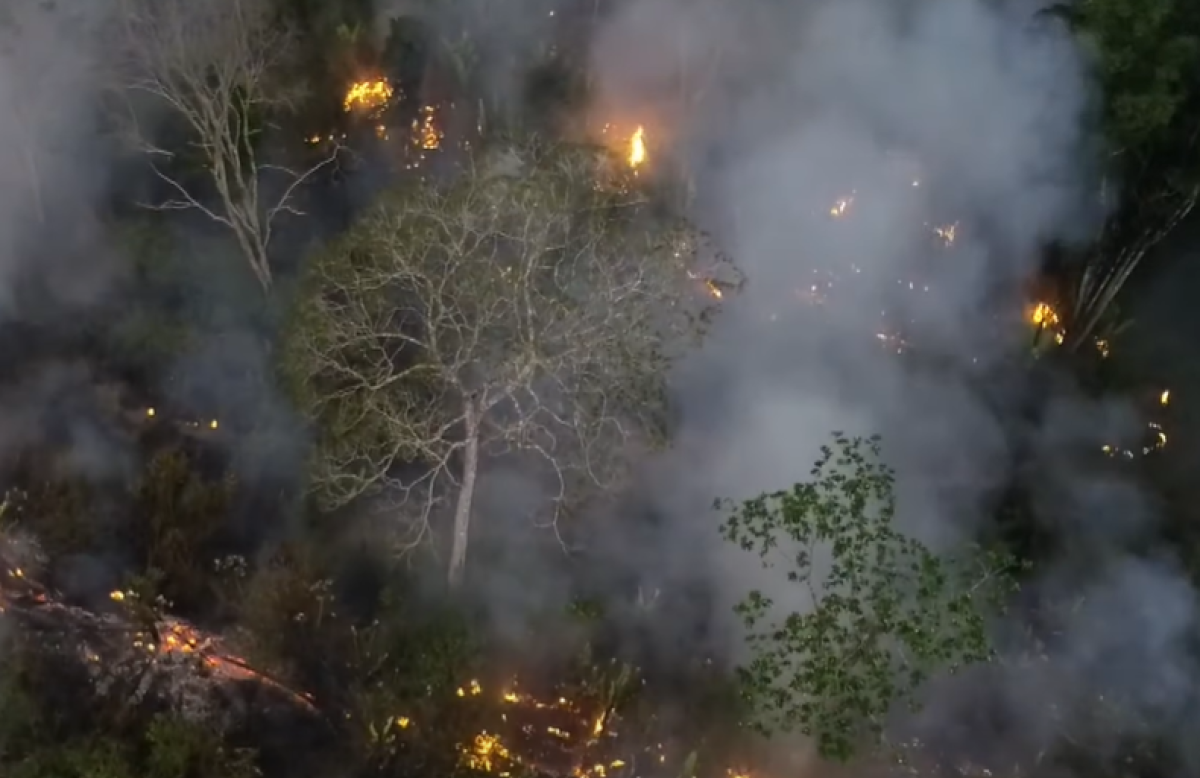 Incendi in Amazzonia, bruciano le foreste del Brasile: allerta anche in diversi Paesi sudamericani | VIDEO