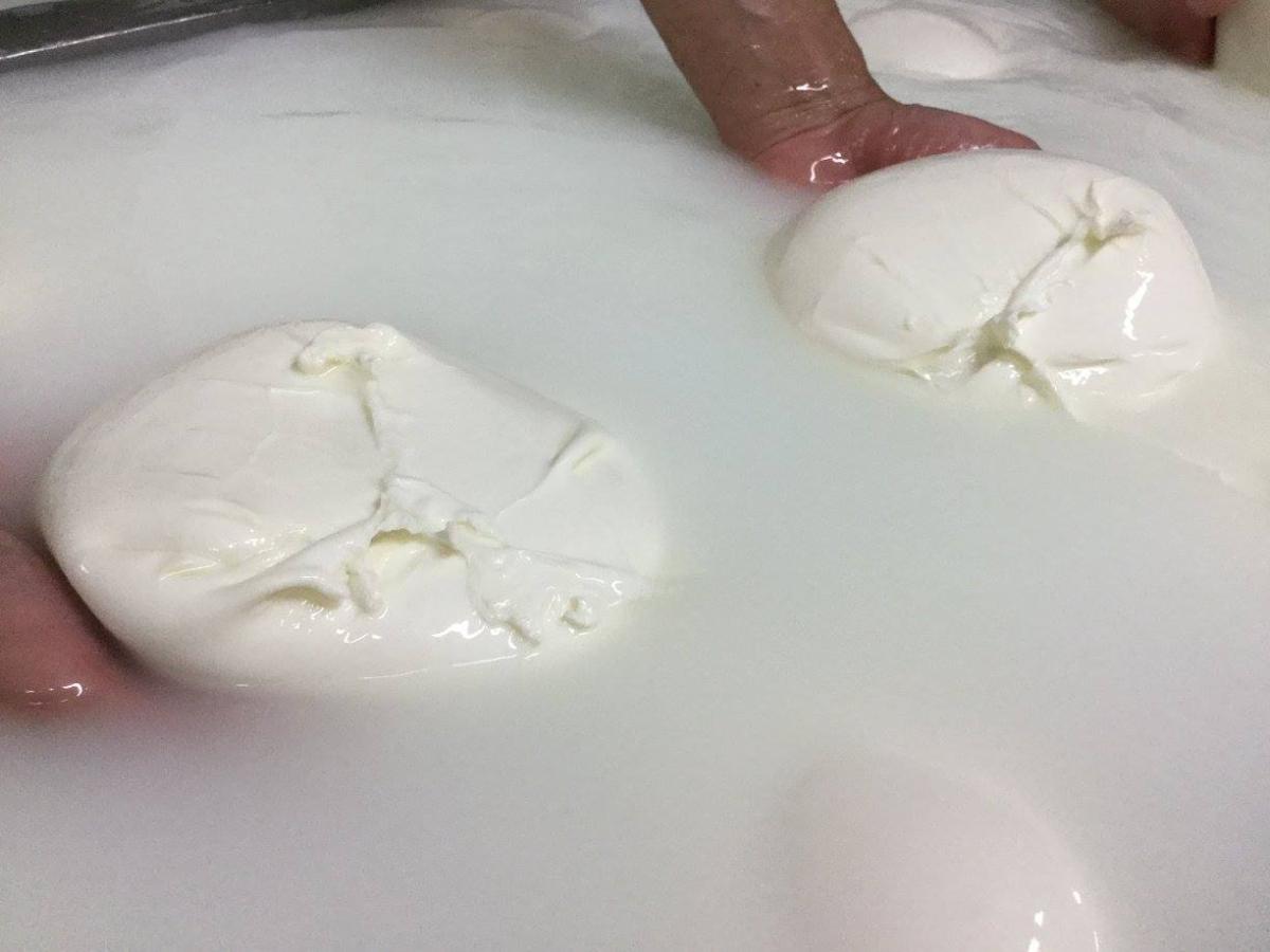 “Nina” è l’IA per la salvaguardia della mozzarella di bufala campana Dop, il direttore del Consorzio: “Tuteliamo il made in Italy contro i fake”