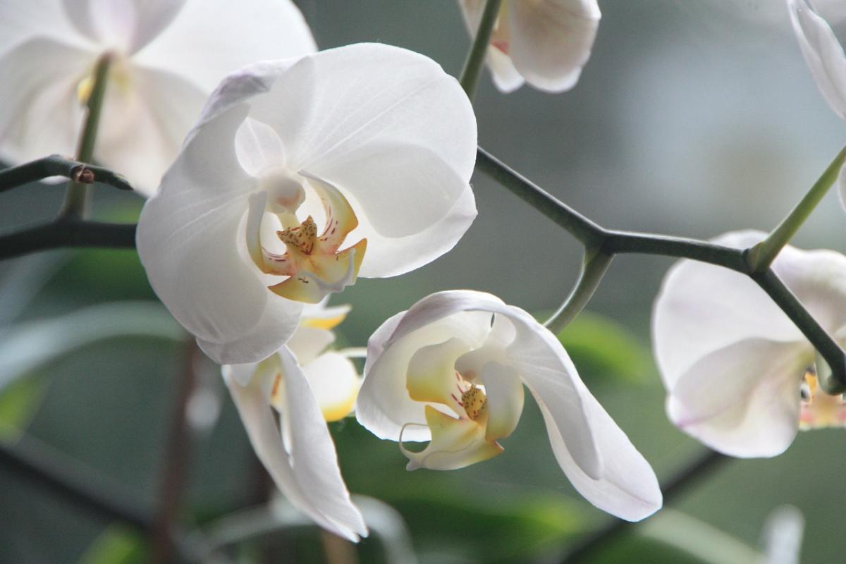 Come bagnare le orchidee, tutte le tecniche per non sbagliare