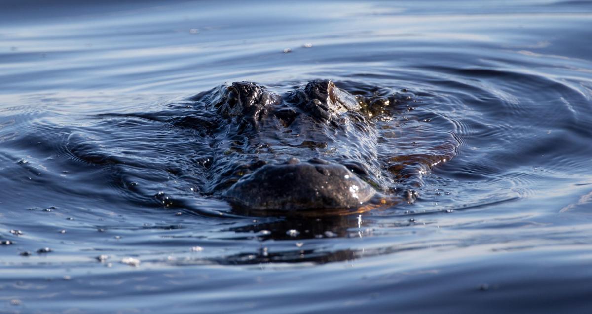 Shock in Florida, alligatore trovato con un cadavere tra le fauci