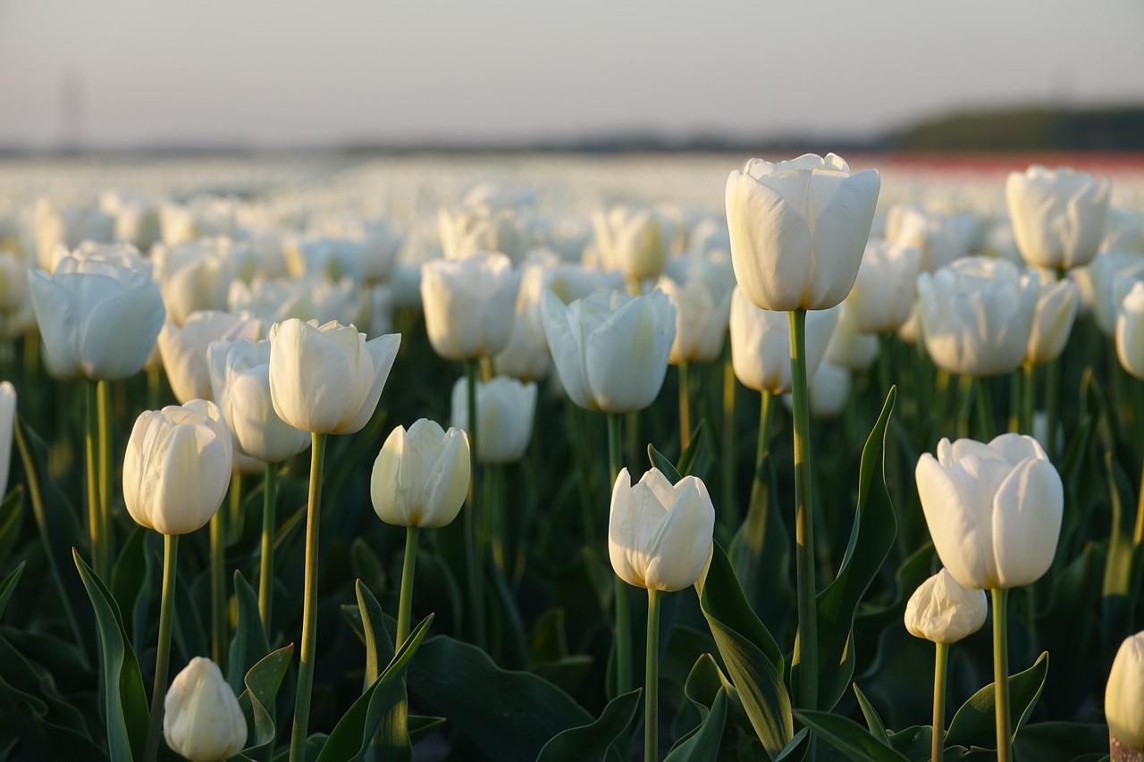 Che cosa vedere a Haarlem in Olanda: tulipani, storia e monumenti