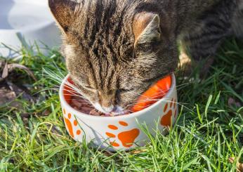 Cosa è meglio far mangiare al gatto d’estate? Come passare a un’alimentazione adatta alle alte temperature