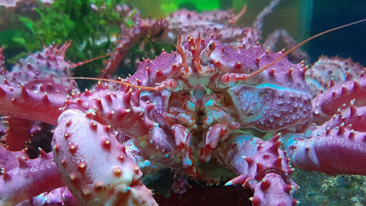 Voglia di pesce: ecco come mangiare la granseola