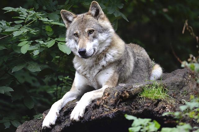 Lupo a Vasto: cosa sta succedendo e perchè gli esperti sono preoccupati