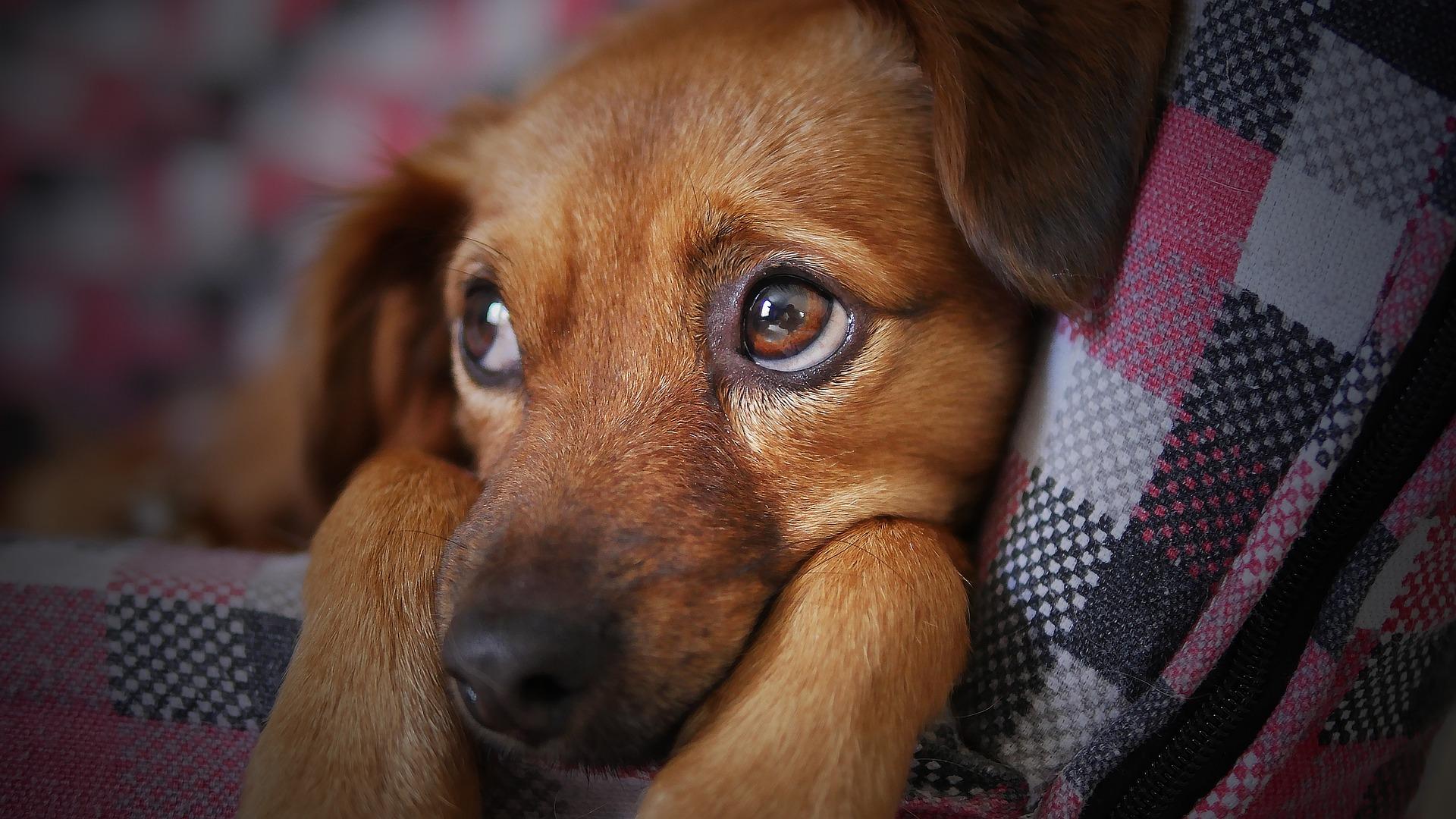 Cosa succede ai cani con i botti di Capodanno? Ecco come aiutare e proteggere i vostri animali domestici