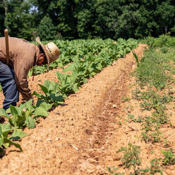 Rischio caldo sul lavoro: le misure del decreto agricoltura