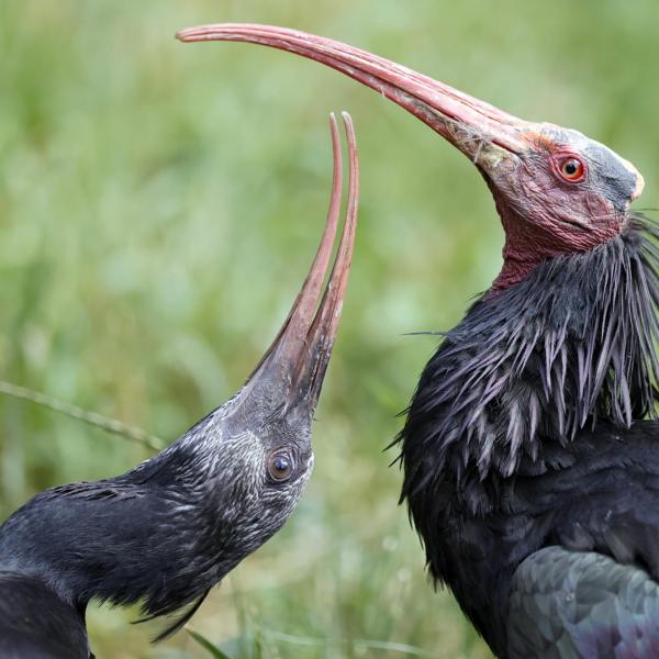 Ibis eremita: 6 esemplari abbattuti dai cacciatori in Toscana