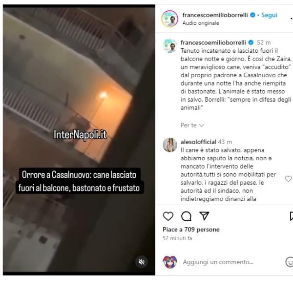 Napoli, a Casalnuovo pittbull picchiato e lasciato fuori al balcone: scatta la denuncia per il proprietario| VIDEO