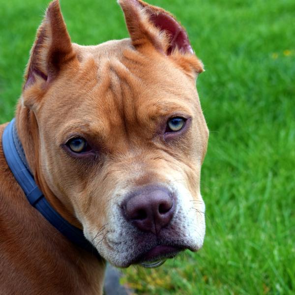 Bari, bimbo morso da un pitbull a Modugno: è grave