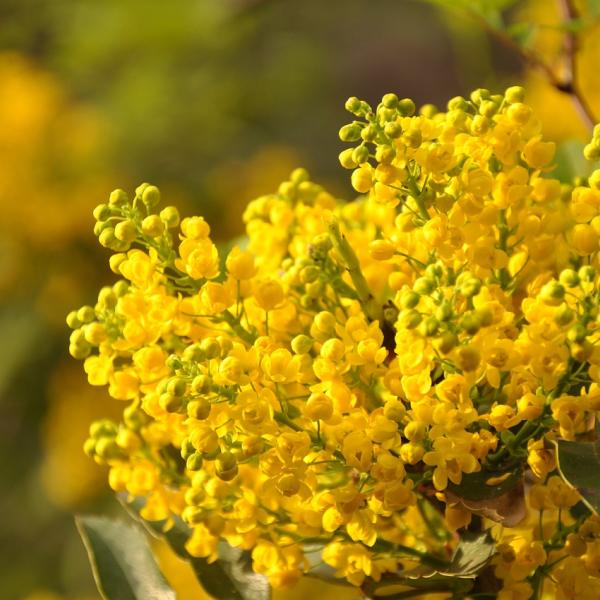 Festa della donna 2024, regali e idee per l’8 marzo