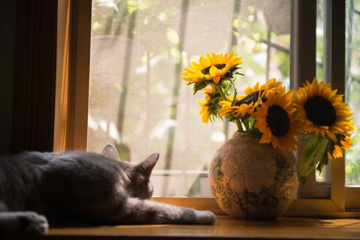 Peste bubbonica gatto, come è stato possibile il contagio dell’uomo in Oregon?