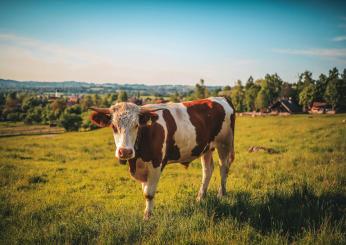 Inghilterra, fuggita una mucca da un sito biologico protetto a Staines-upon-Thames: braccata e investita due volte dall’auto di un poliziotto. Agente Sospeso | VIDEO