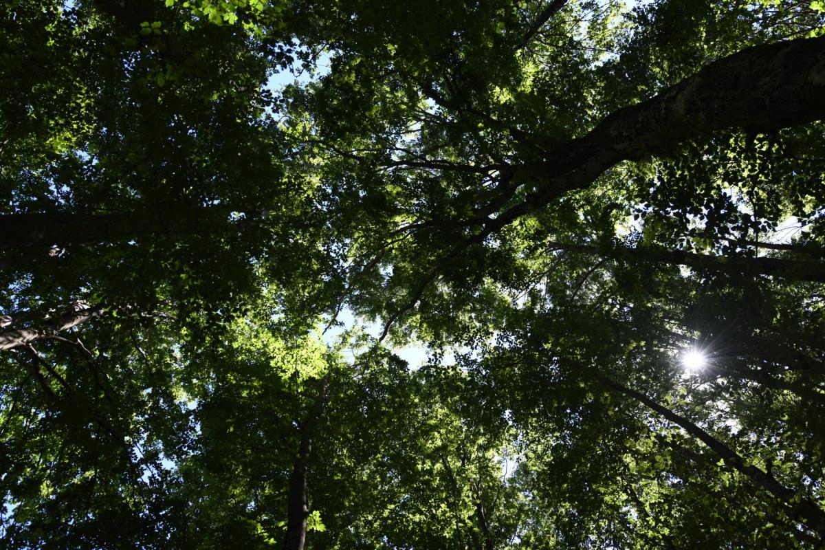 Esclusiva-Giornata internazionale delle foreste 2023, Brunori (Pefc…