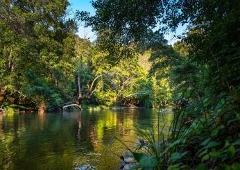 Giornata Mondiale della Foresta Pluviale 2024: data, perché si celebra e quali sono le iniziative