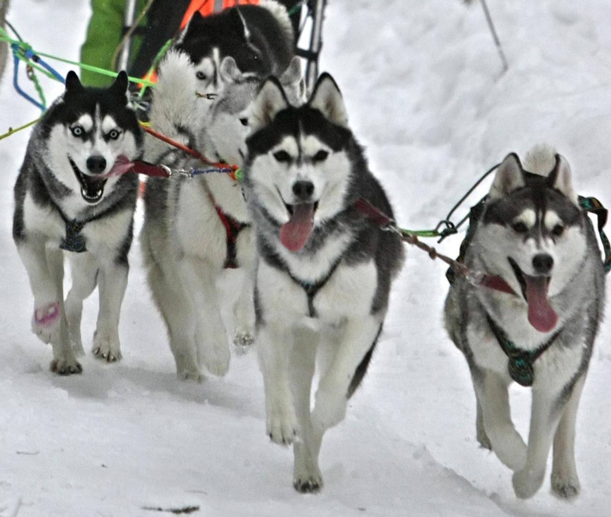 La Formula 1 sponsorizza la corsa Iditarod, gli animalisti: “È crud…