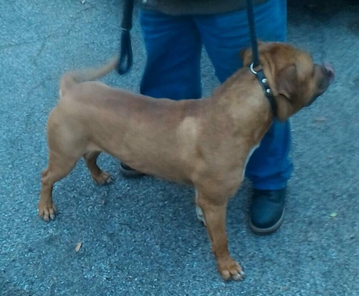 Pescara, pitbull aggredisce due donne e uccide un cane e un gatto