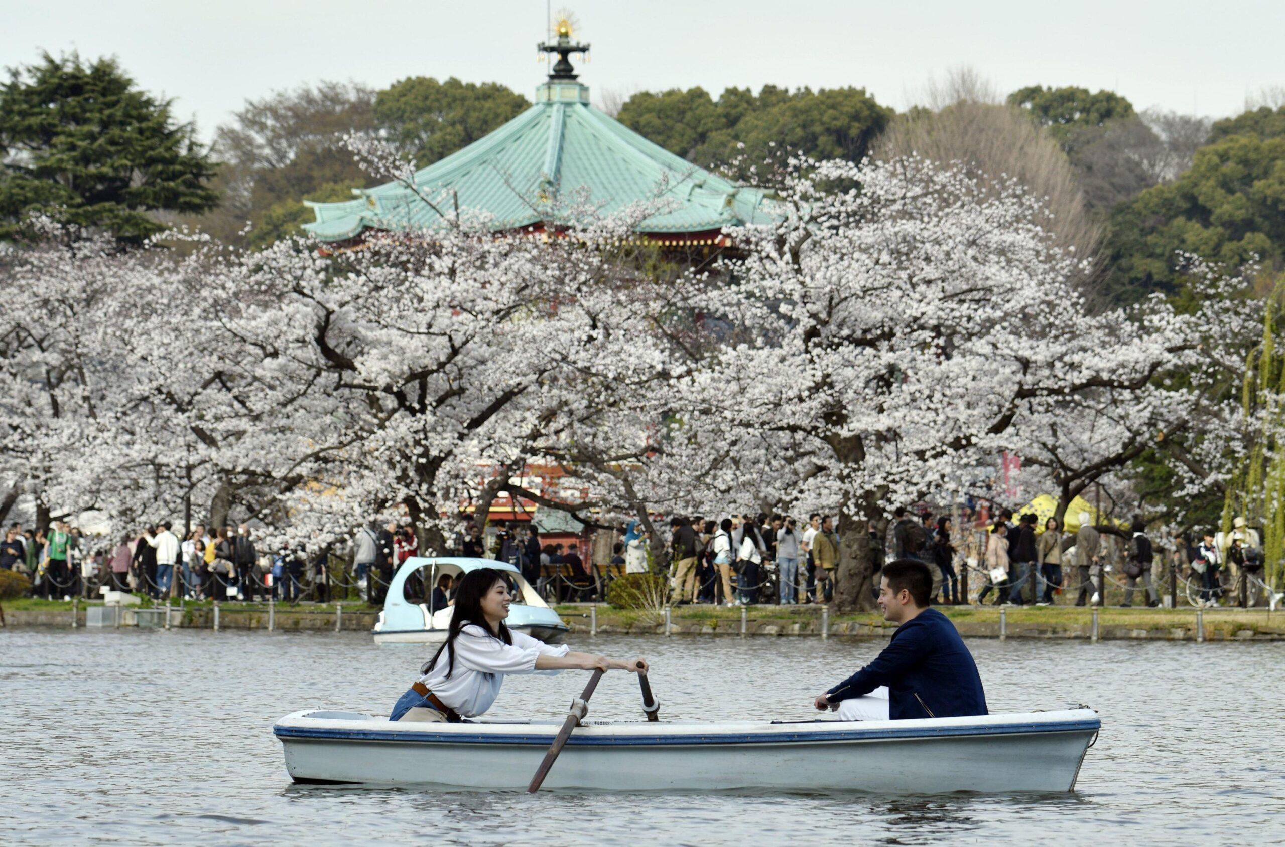 Arriva la fioritura dei ciliegi in Giappone: l’hanami 2024 a Tokyo lascia senza fiato i social | FOTO e VIDEO