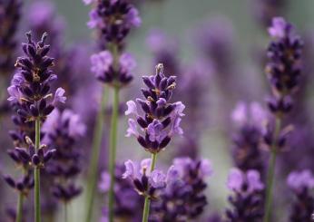 Che bontà i biscotti alla lavanda!