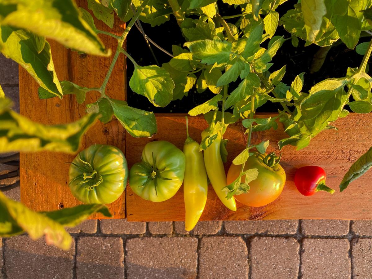 Tecniche di sopravvivenza: cosa cucinare quando fa caldo