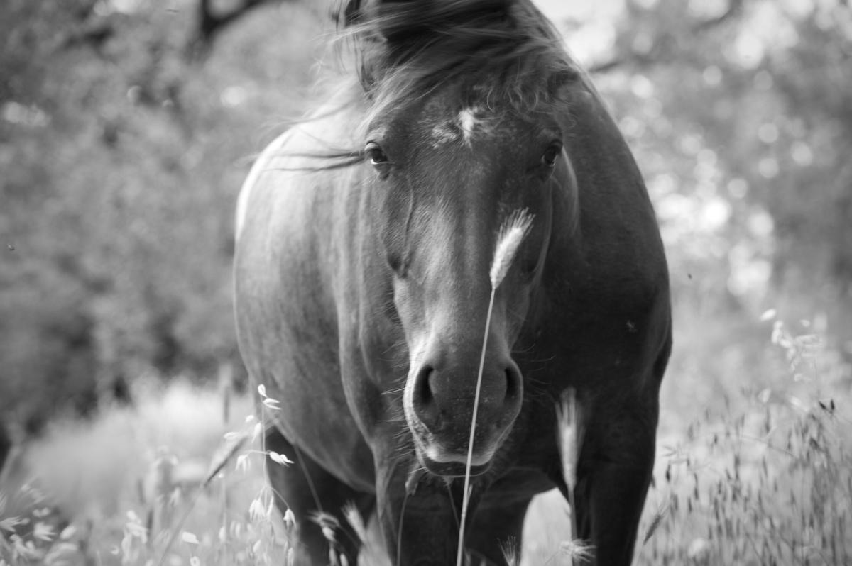 Orrore a Messina, cavallo morto in strada in un lago di sangue, la …