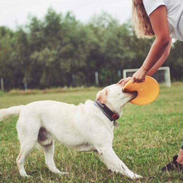 Giocare con i cani aiuta le persone a concentrarsi e rilassarsi, dice uno studio