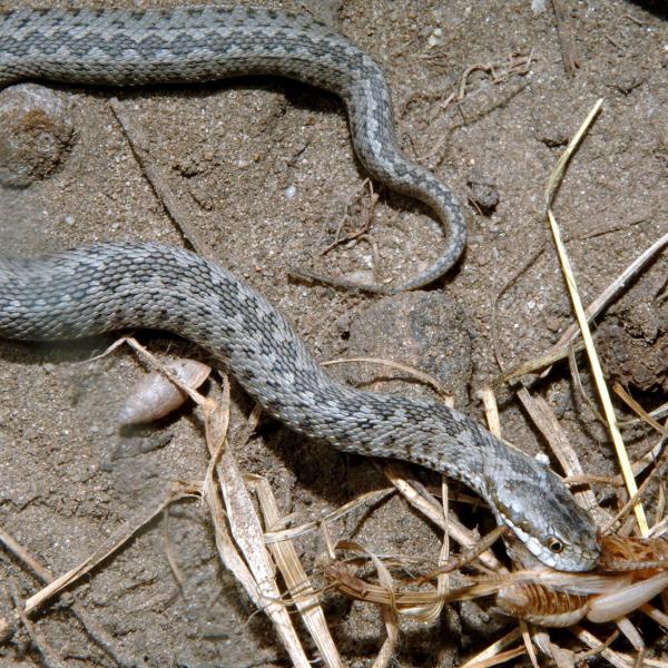 Cosa fare in caso di morso di una vipera?