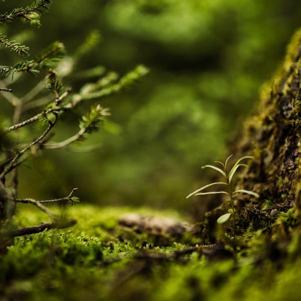 Perché si festeggia il giorno della terra? Ecco quali sono le sfide ambientali più urgenti